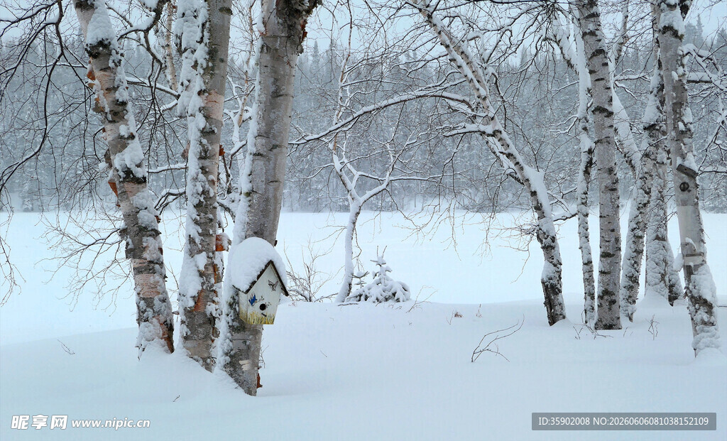 冬日白桦林雪景