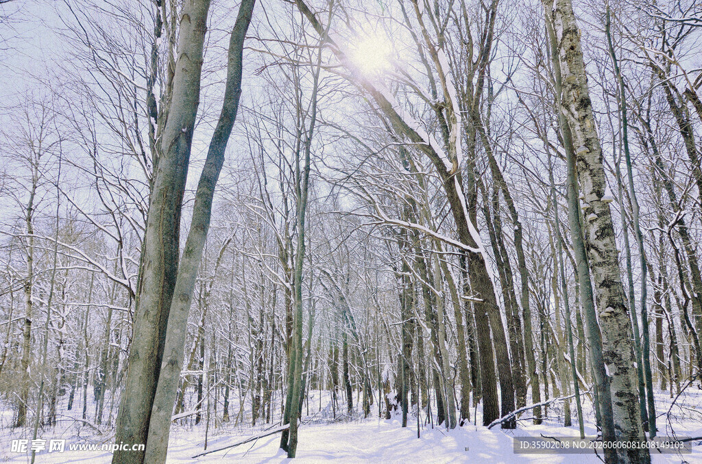 冬日雪覆树林美景