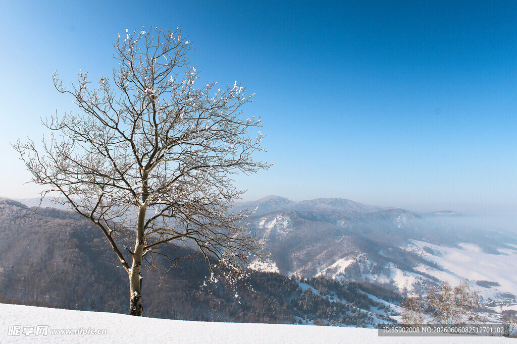 冬日孤树雪覆山峦美景