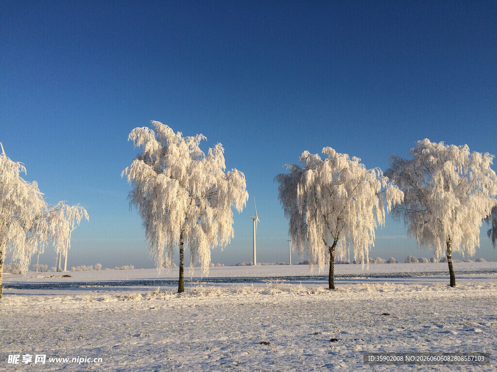 冬日雪林雾凇美景