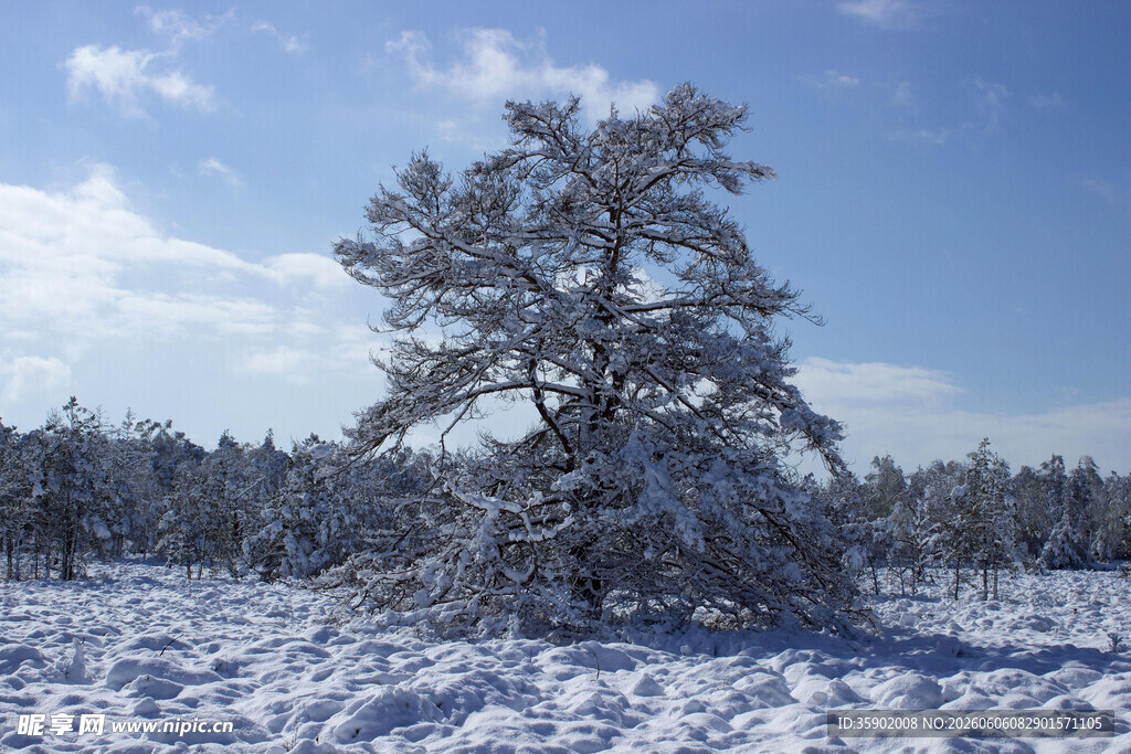 雪野孤树冬日静谧美景