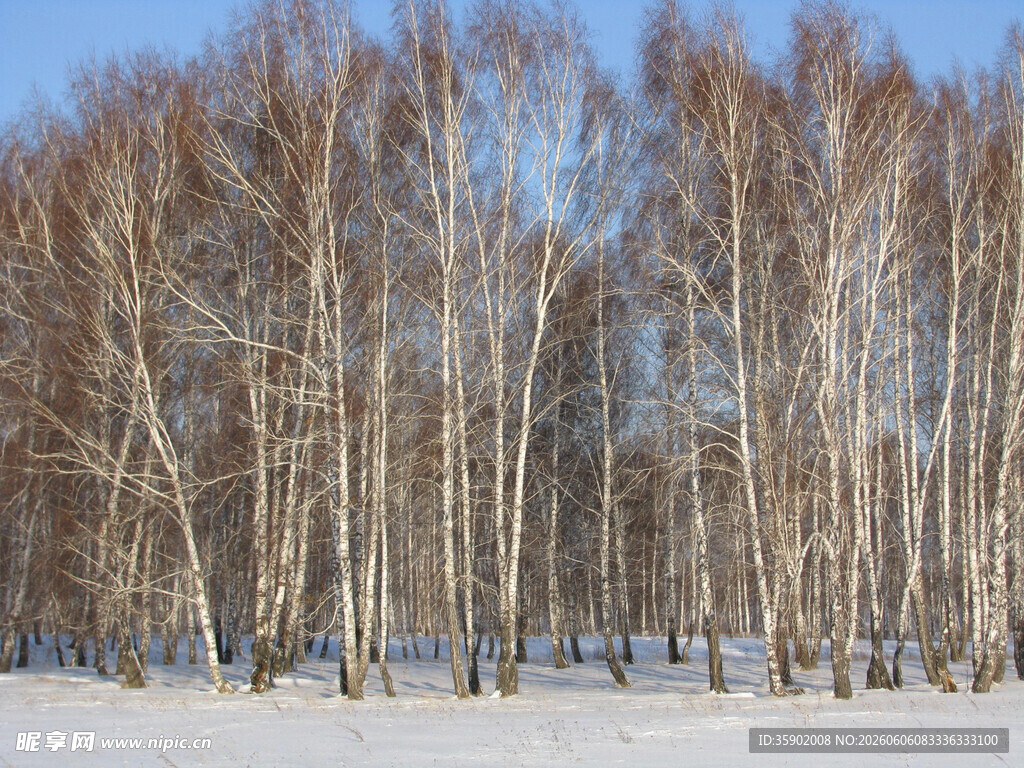 冬日白桦林雪景