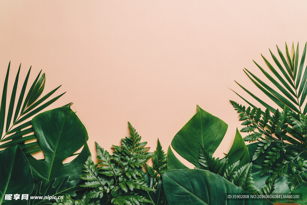 热带绿植背景图