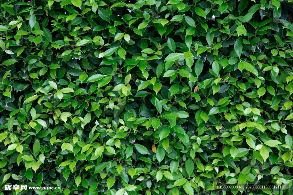 翠绿繁茂的植物墙
