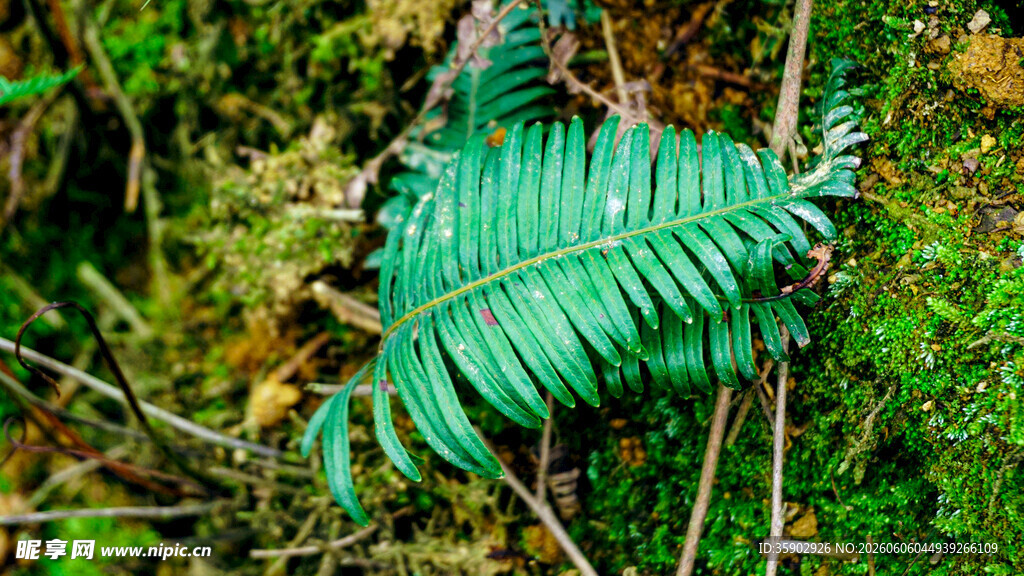 翠绿蕨类植物特写