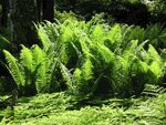 翠绿蕨类植物的自然景致