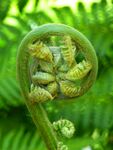 卷曲的蕨类植物嫩芽