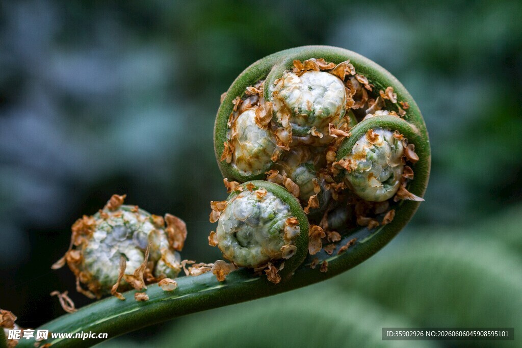 卷曲的蕨类植物嫩芽
