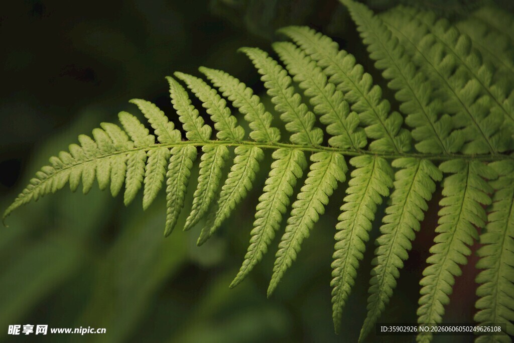 蕨类植物叶片特写