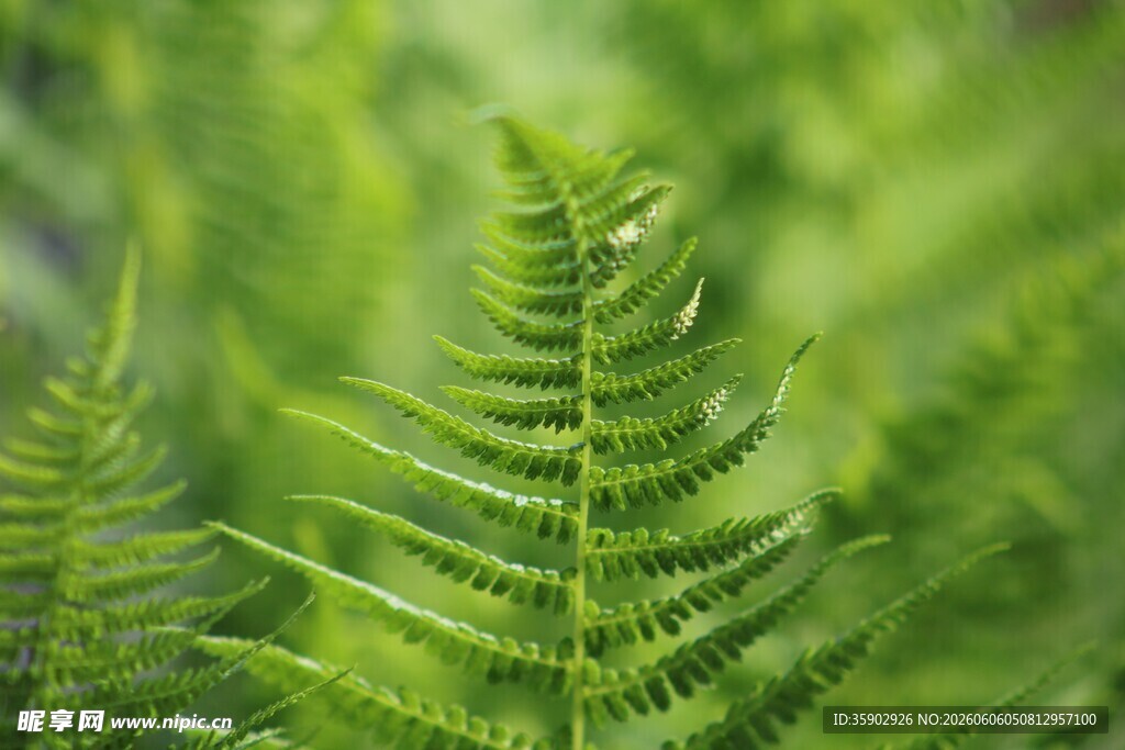 翠绿蕨类植物特写