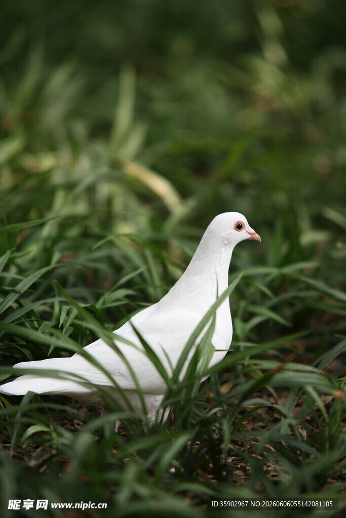 草地上的白鸽