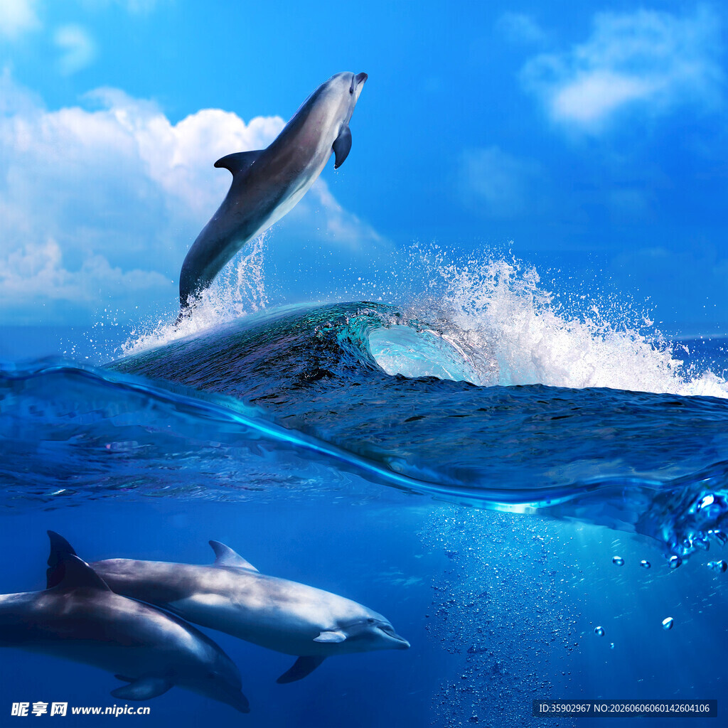 海豚跃浪于蔚蓝海洋间
