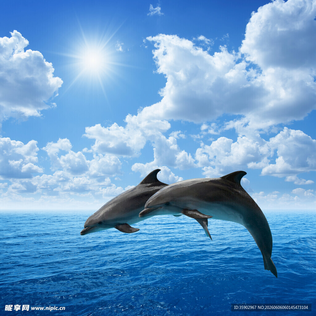 海豚跃出蔚蓝海面
