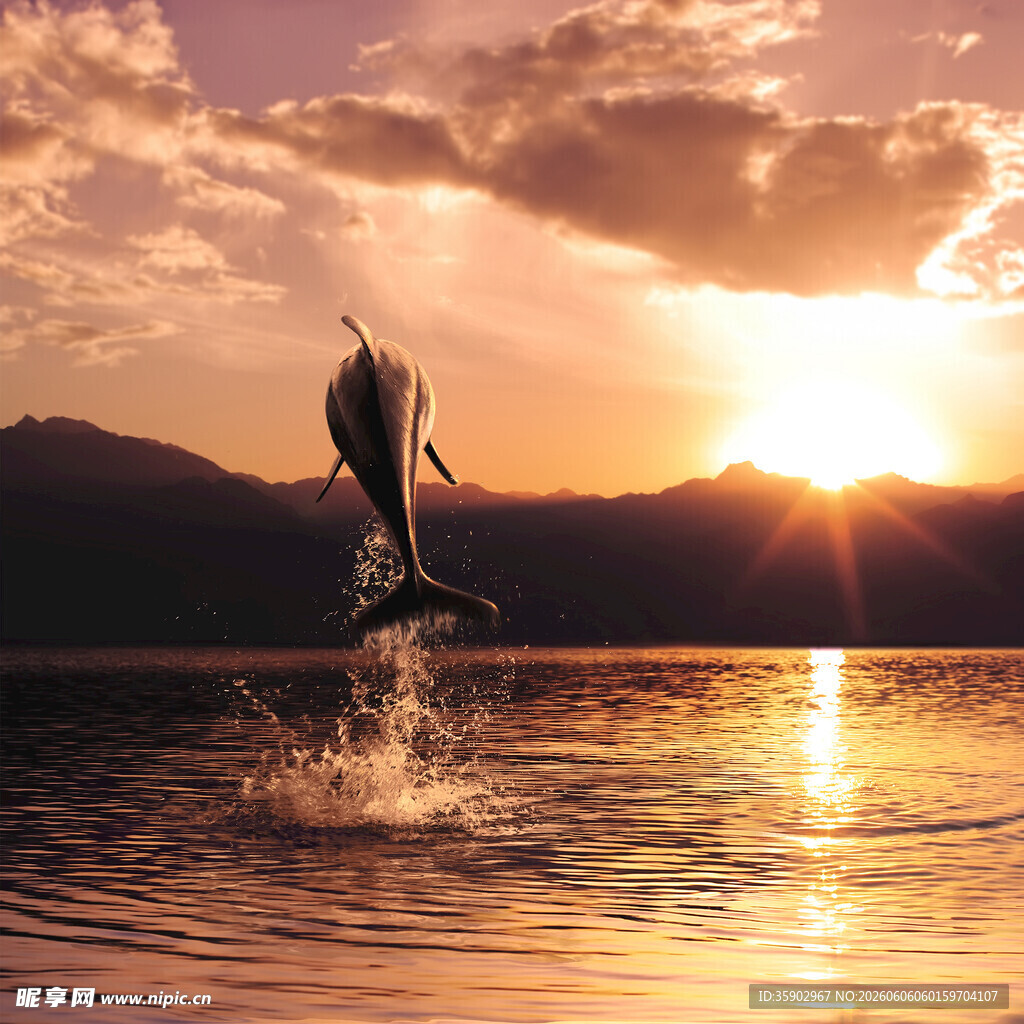 夕阳下跃出水面的灵动鱼儿