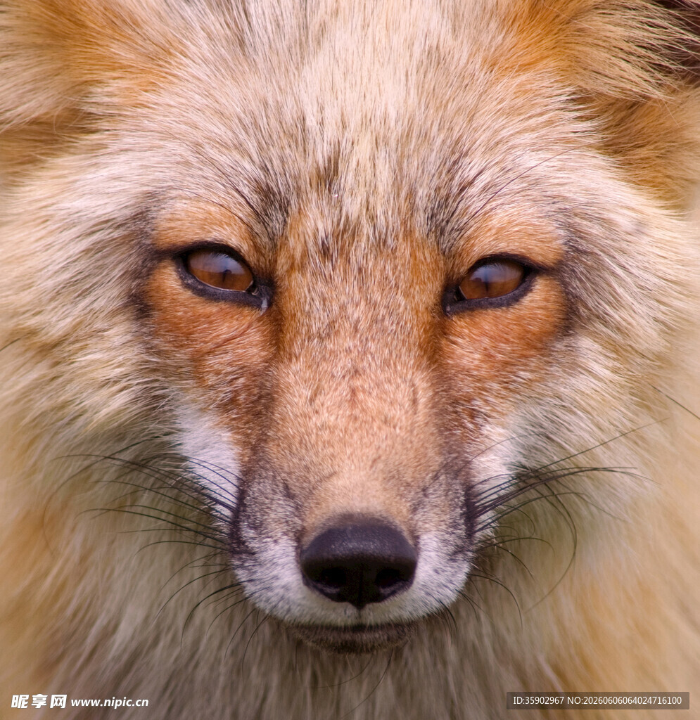 狐狸特写