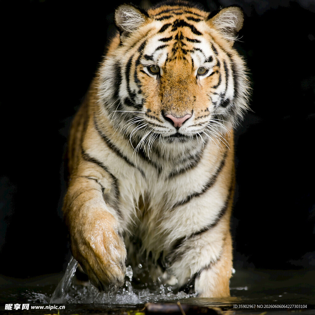 水中行走的威猛老虎