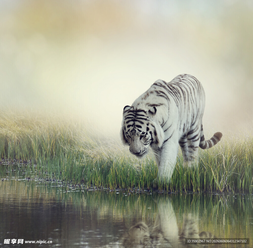 水边漫步的白虎