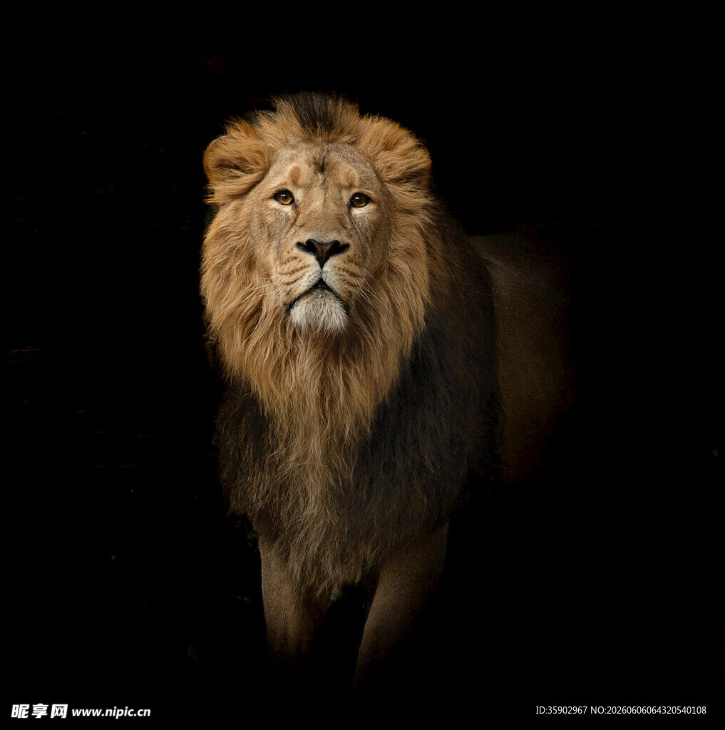 威严雄狮尽显王者风范