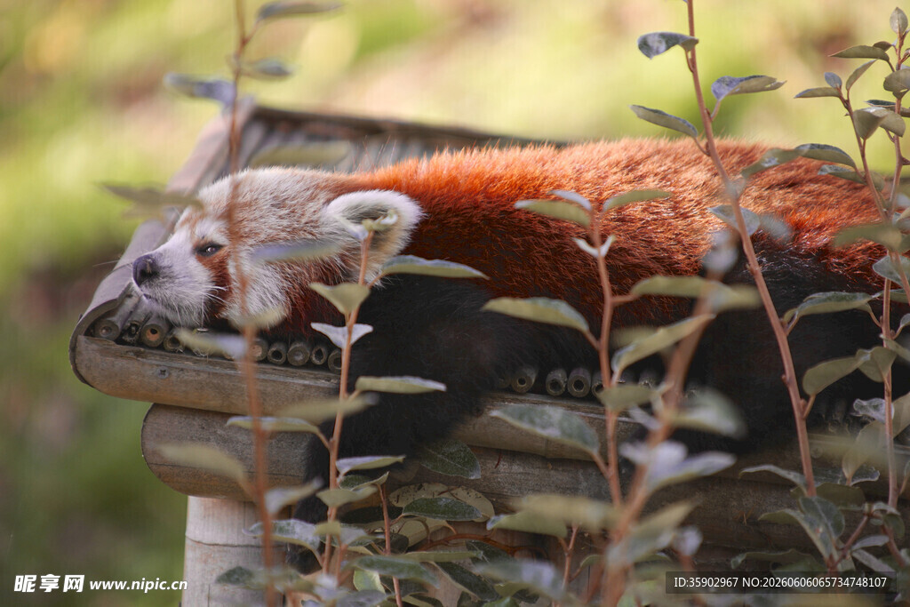 小熊猫藏身绿植间