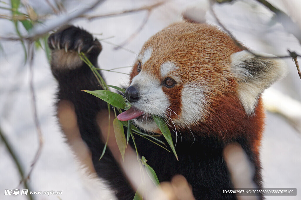 小熊猫惬意进食竹叶