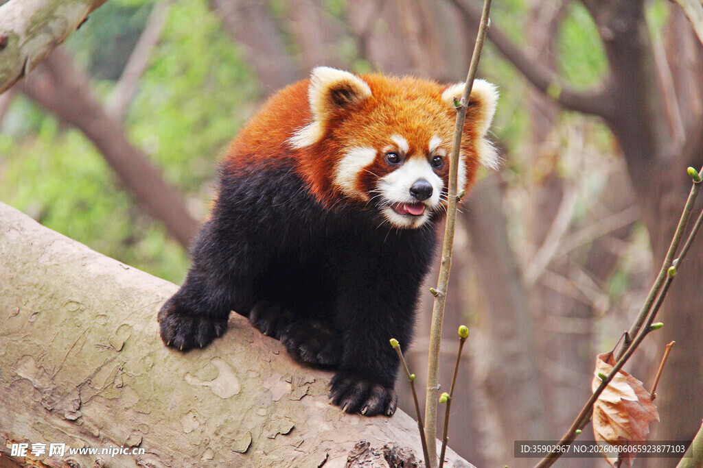 小熊猫攀于树干上