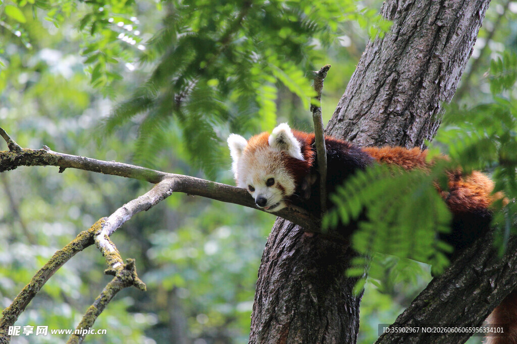 小熊猫栖息于树枝间