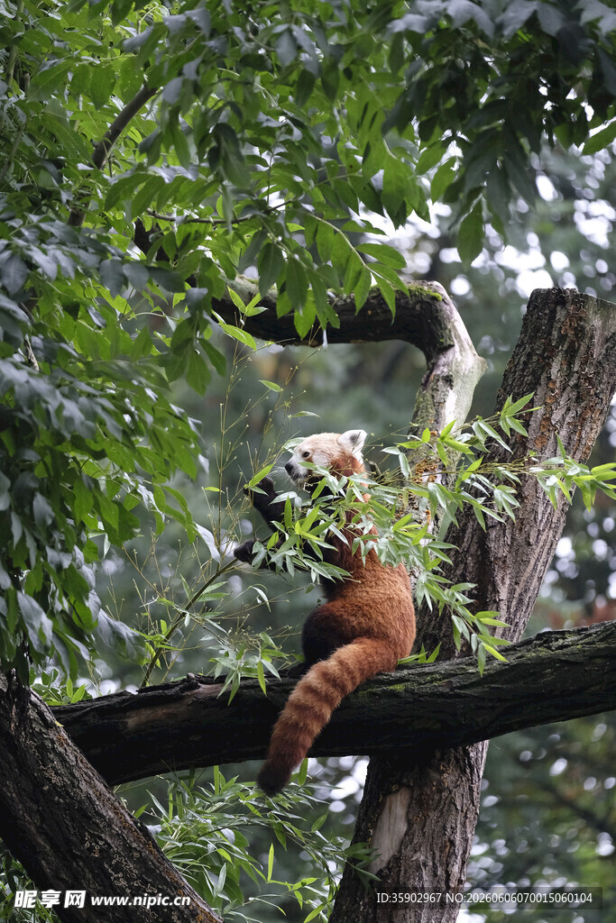小熊猫栖息于繁茂树枝间