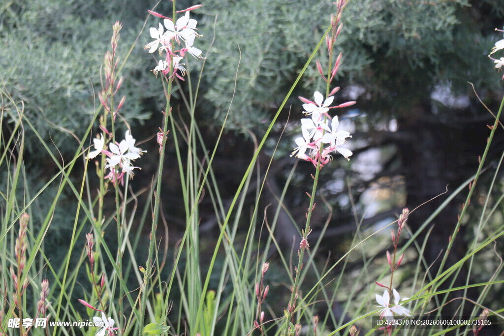 山桃花