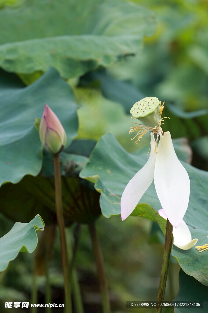 花开花落