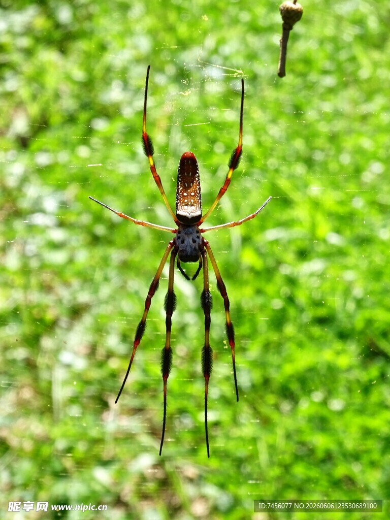 悬挂于绿叶间的长腿蜘蛛