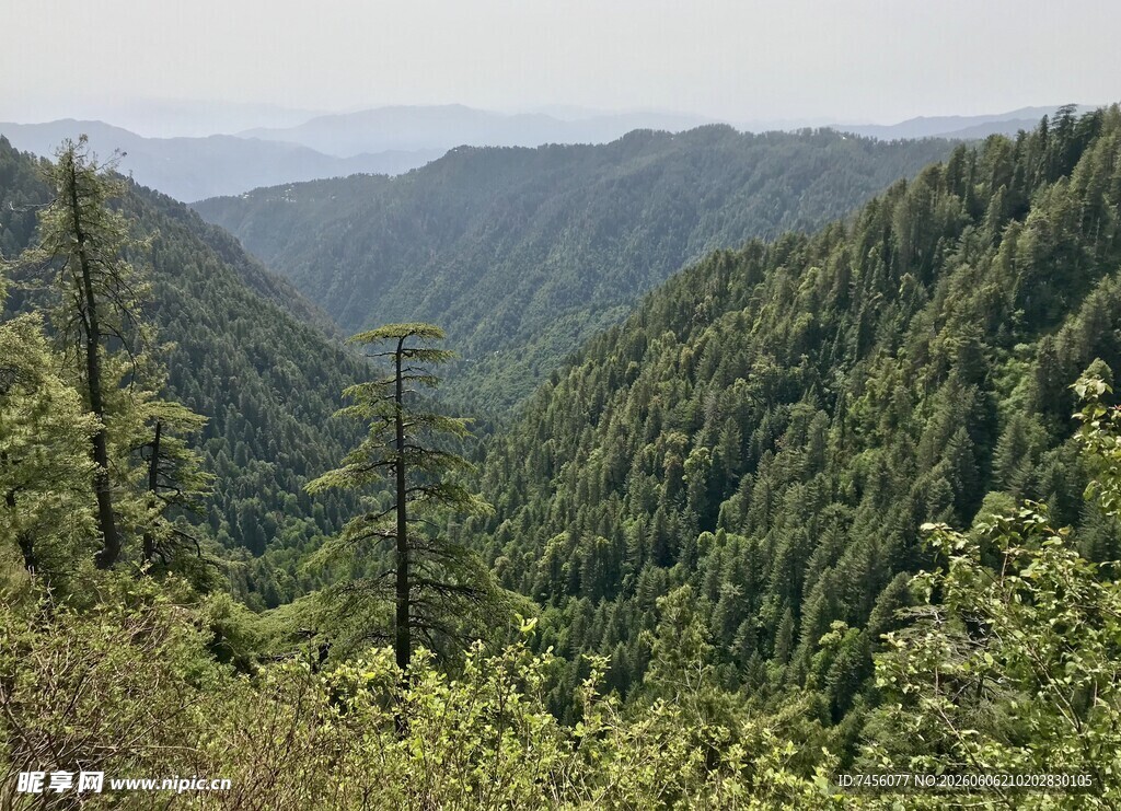 山林葱郁的秀丽自然景观