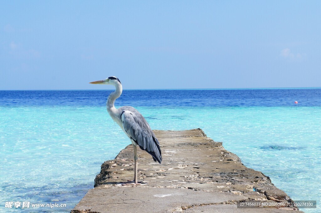 海边栈桥的优雅鹭鸟
