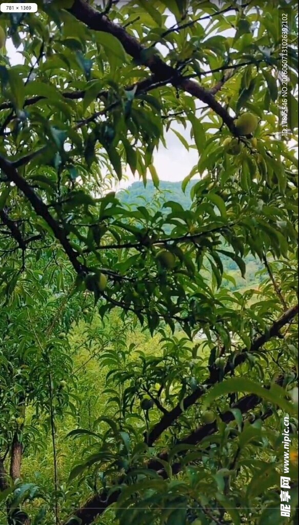 繁茂枝叶间的绿意景致