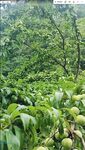 繁茂果园中的青嫩果实