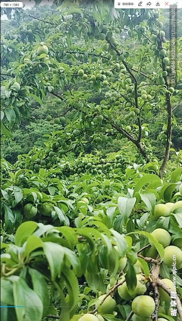 繁茂果园中的青嫩果实