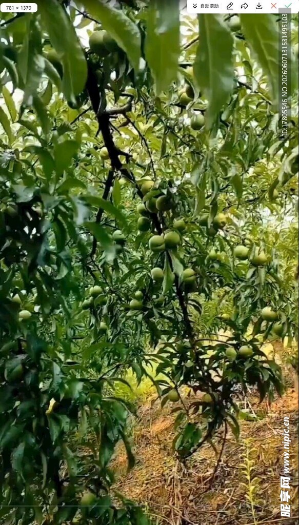 繁茂树枝下的绿意景象