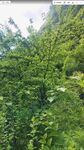 郁郁葱葱的繁茂绿植景观