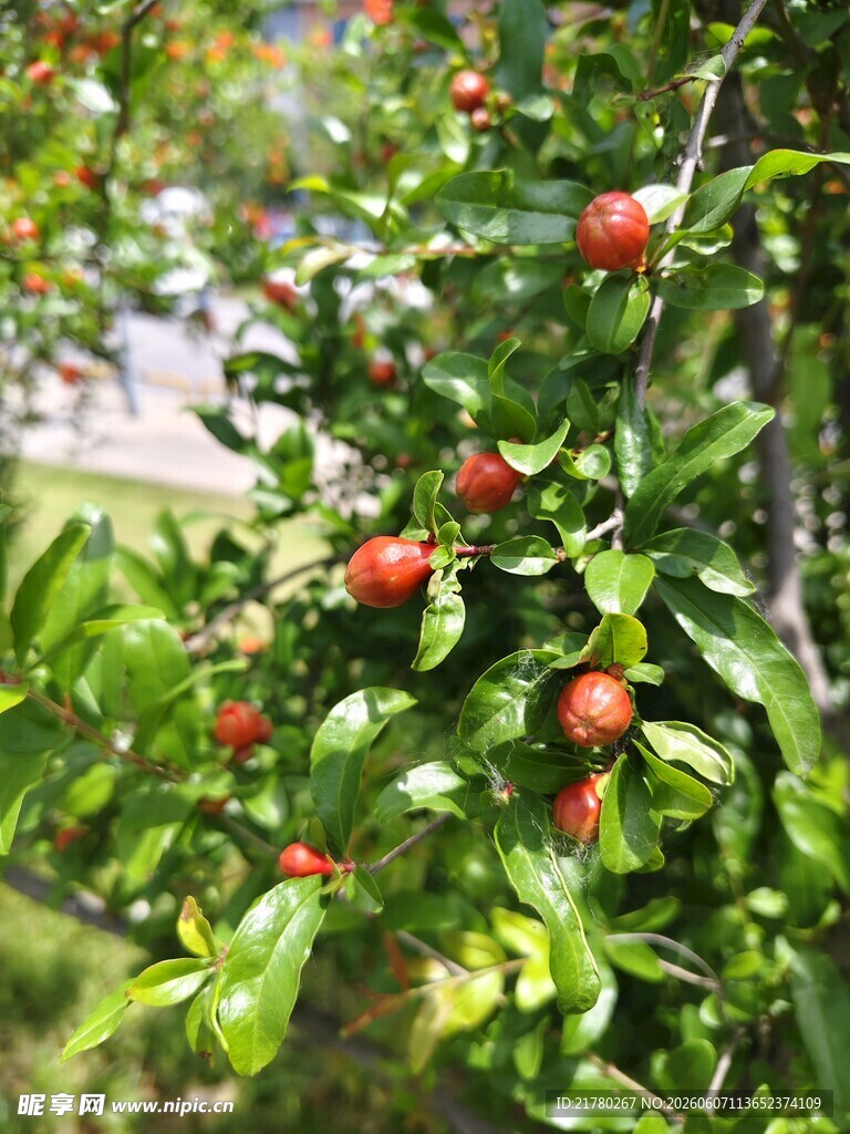 枝头红果挂于翠绿枝叶间