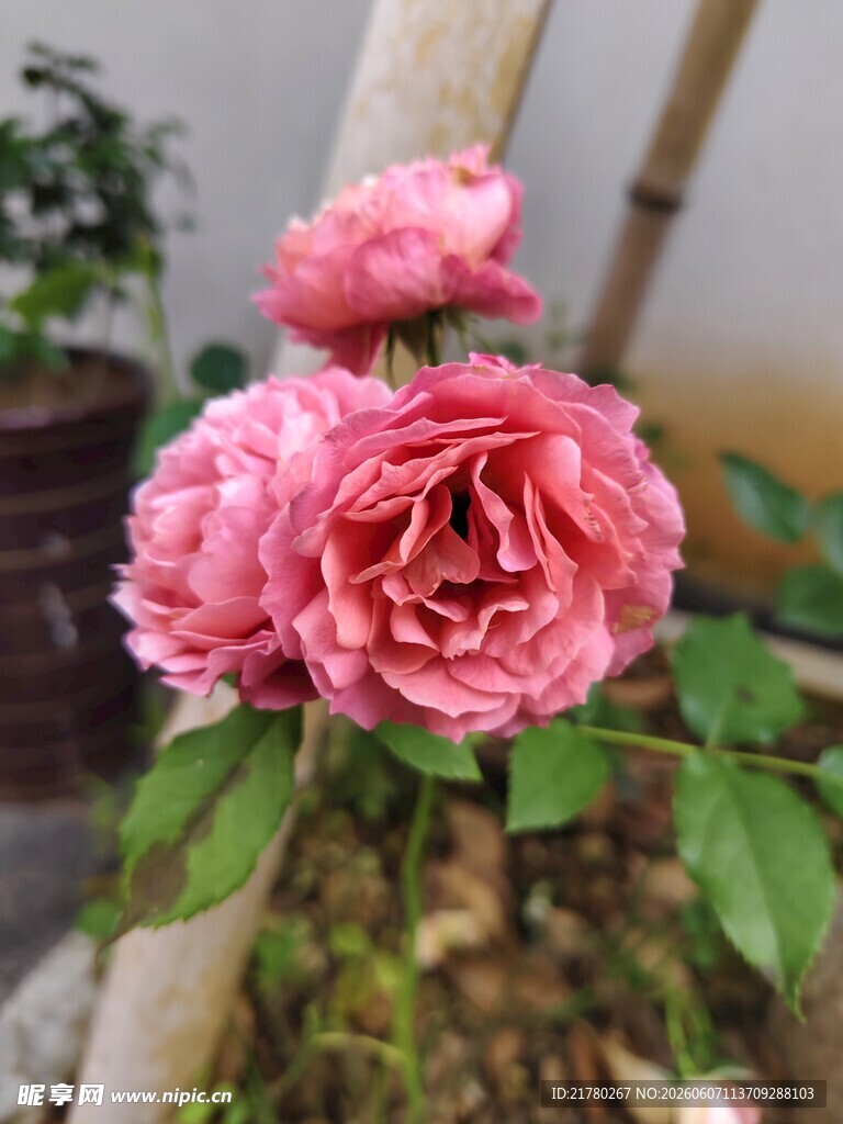 娇艳粉色月季花绽放
