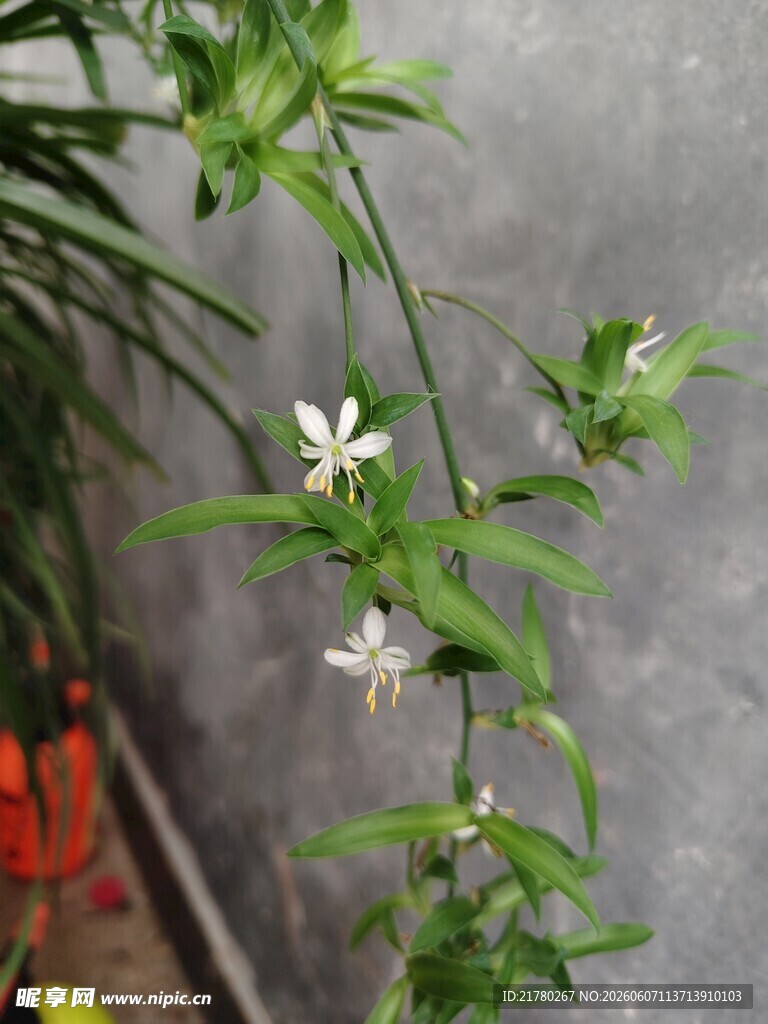 墙边绽放的清新白色小花