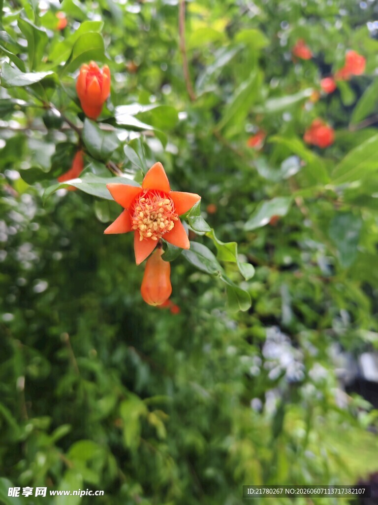 娇艳石榴花绽放绿叶间