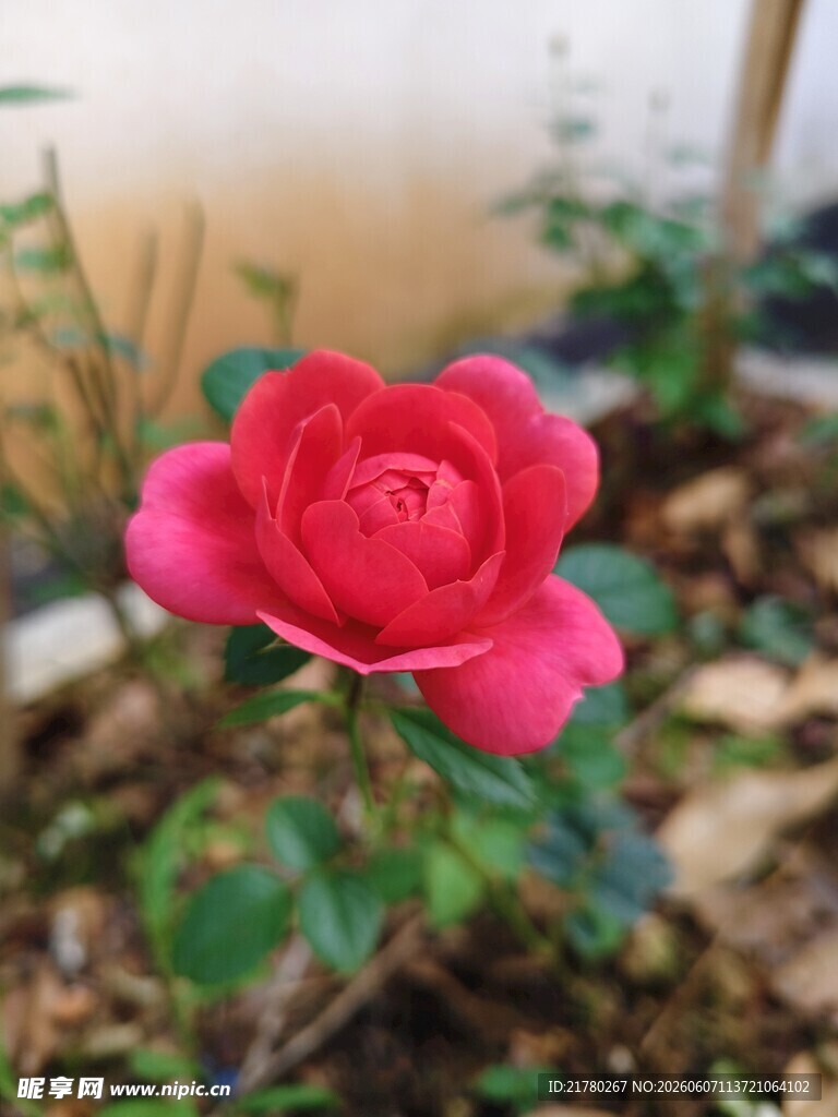 娇艳红玫瑰绽放于户外