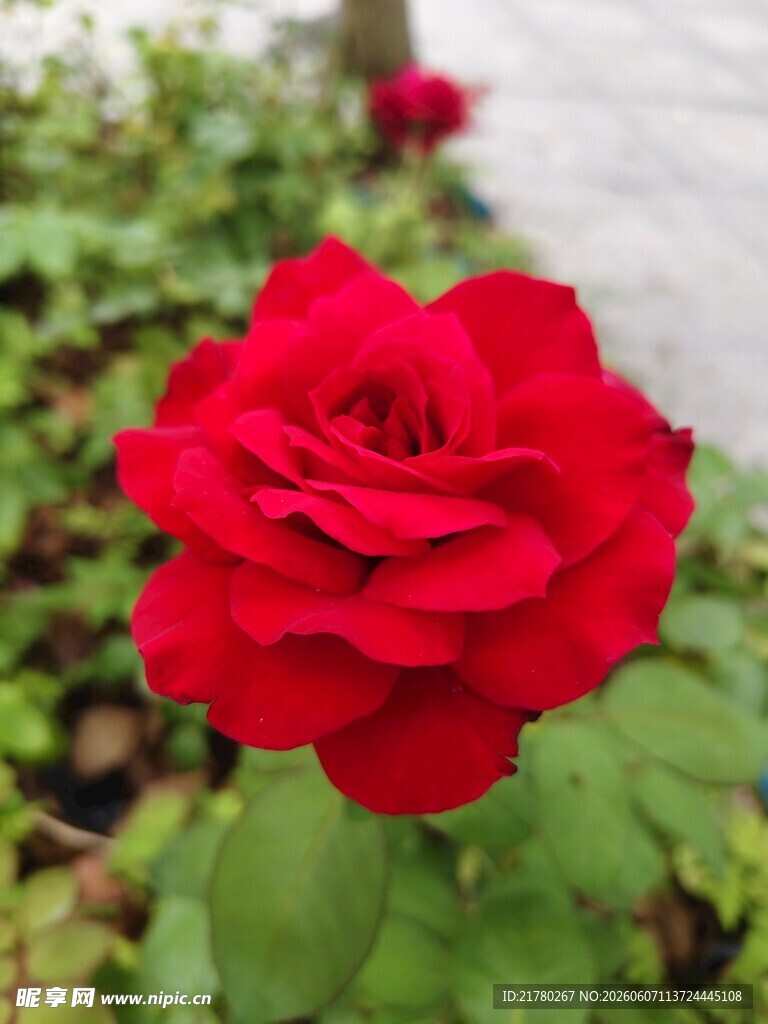 娇艳红玫瑰绽放绿意间