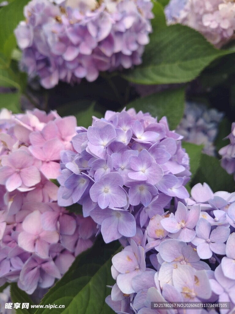 美丽绣球花绽放