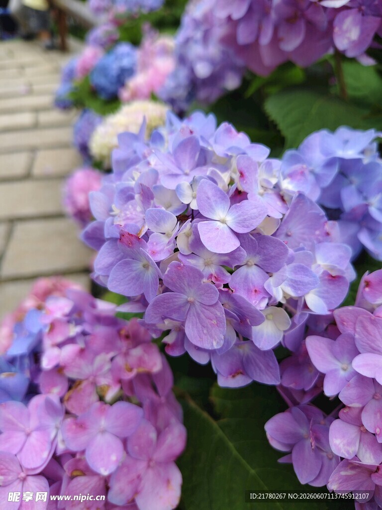 美丽绣球花绽放