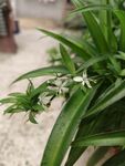 翠绿吊兰绽放白色小花
