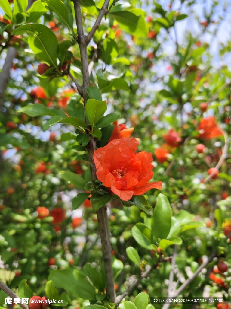 枝头绽放的艳丽石榴花