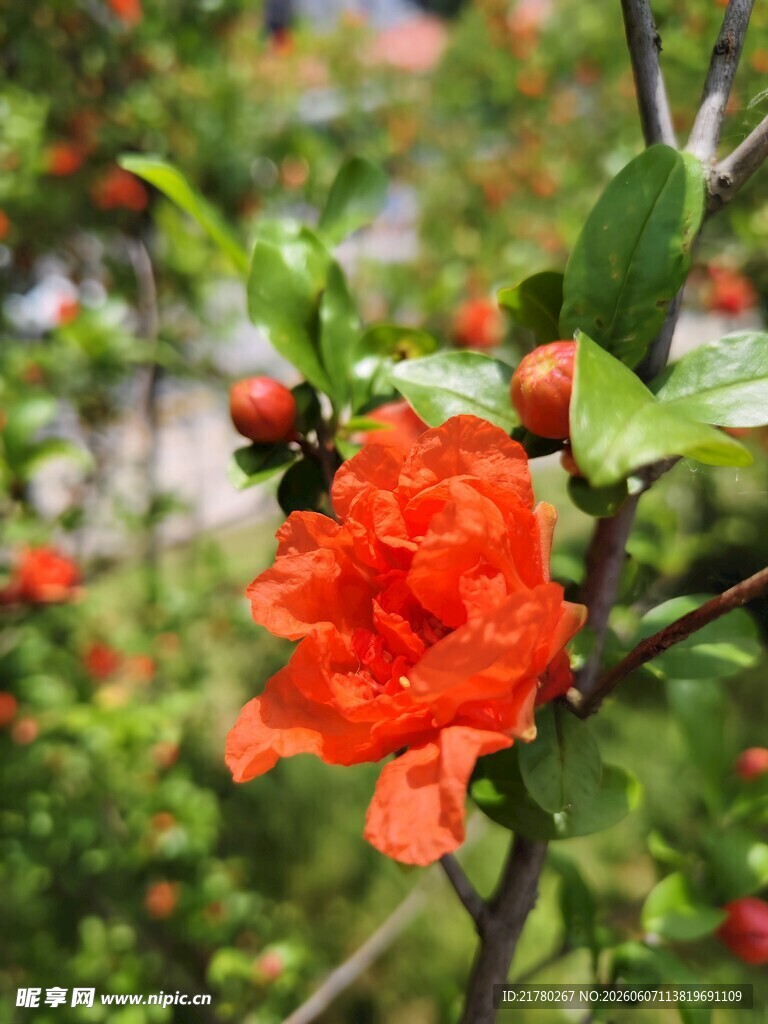 娇艳石榴花绽放枝头