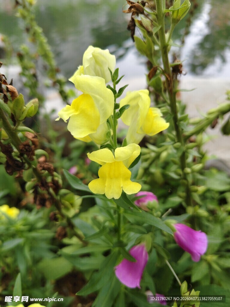 多彩花卉绽放