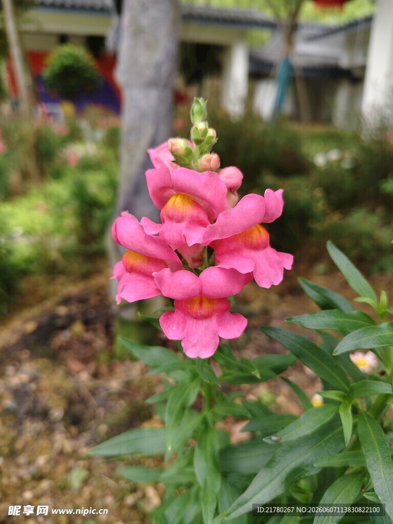 娇艳粉色金鱼草特写